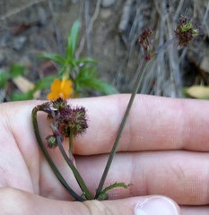 Sanicula hoffmannii