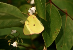 Colias interior