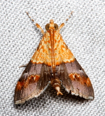 Tetracona amathealis