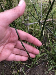 Juncus mexicanus
