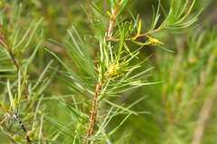 Persoonia virgata