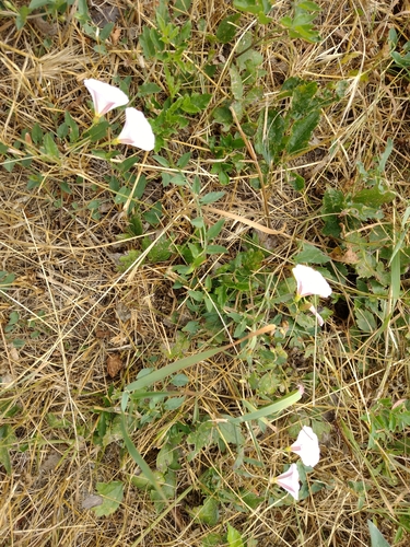 Poljski slak (Convolvulus arvensis)