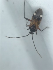 Eustictus