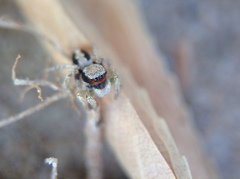 Habronattus pyrrithrix