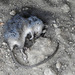 photo of Brown Rat (Rattus norvegicus)