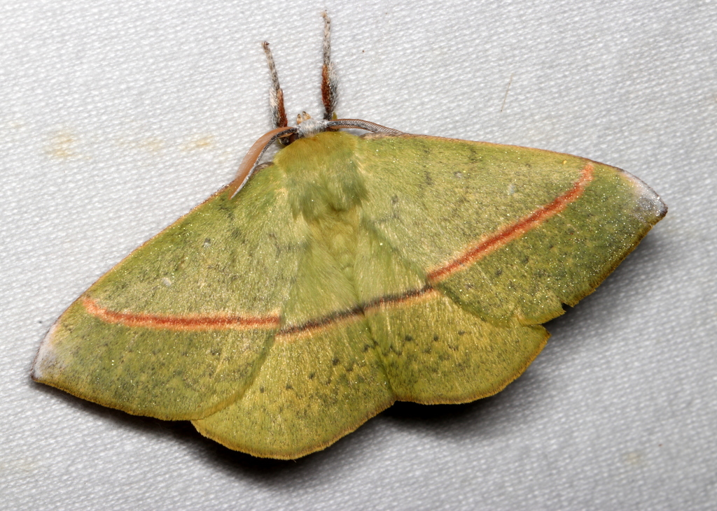 Anthela excellens