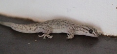 Gehyra purpurascens