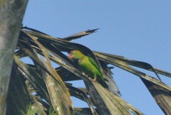 Loriculus beryllinus