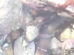 Ruanoho decemdigitatus