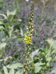 Verbascum × pterocaulon