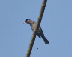 Hypsipetes ganeesa