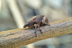 Oxyops fasciatus