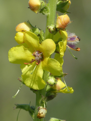 Verbascum × pterocaulon