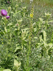 Verbascum × pterocaulon