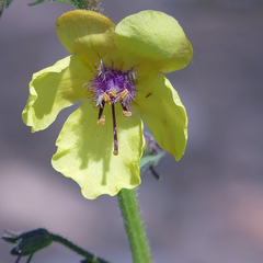 Verbascum × pterocaulon