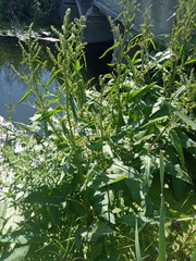 Rumex aquaticus