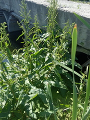 Rumex aquaticus
