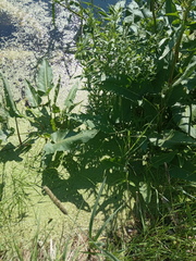 Rumex aquaticus