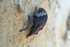 Oxyops fasciatus