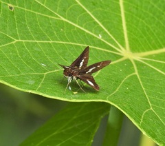 Sabera caesina