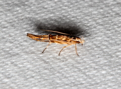 Trachydora chrysodoxa