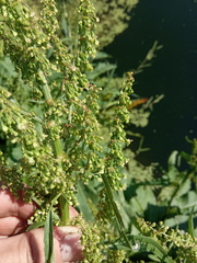 Rumex aquaticus