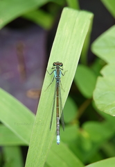 Ischnura denticollis