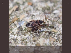 Scolopostethus affinis