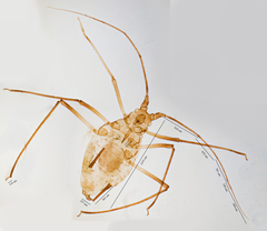 Macrosiphum salviae