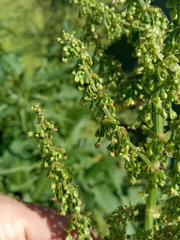 Rumex aquaticus