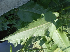 Rumex aquaticus