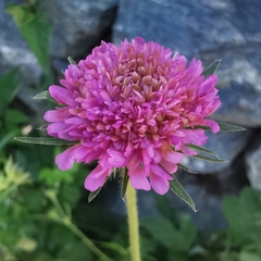 Knautia collina