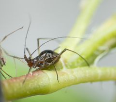 Macrosiphum salviae