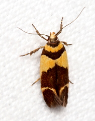 Macrobathra chrysotoxa