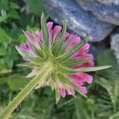 Knautia collina