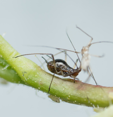 Macrosiphum salviae