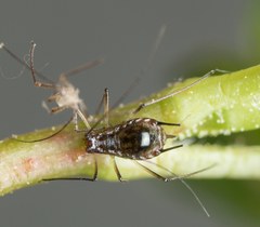 Macrosiphum salviae