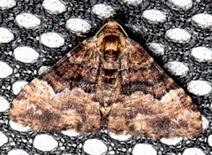 Aporoctena