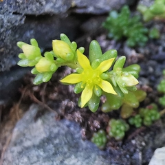 Sedum annuum
