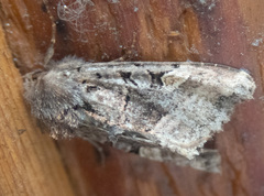 Euplexia benesimilis