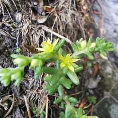 Sedum annuum