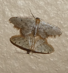 Idaea bonifata
