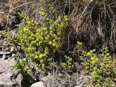 Sedum annuum