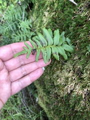 Polypodium scouleri
