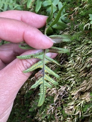 Polypodium scouleri