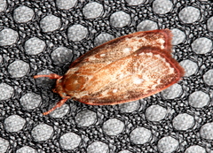 Euchaetis metallota