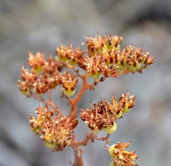 Dudleya virens