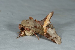 Targalla subocellata