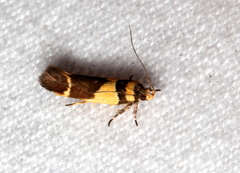 Macrobathra chrysotoxa
