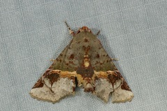 Targalla subocellata